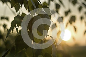 Close-up of birch tree brunch with green leaves outdoors on blurred colorful background in evening or at dawn