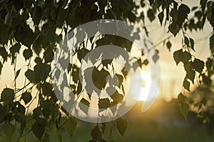 Close-up of birch tree brunch with green leaves outdoors on blurred colorful background in evening or at dawn