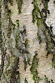 Close up of a Birch Tree Trunk