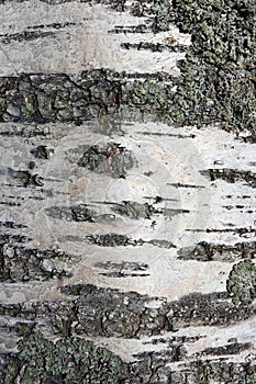 Close up of birch tree trunk