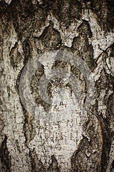 Close up birch tree trunk, bark background.