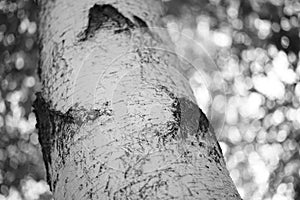 Close-up of a birch tree trunk. BW photo