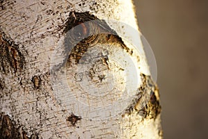 Close-up birch tree trunk with knot in sunny day
