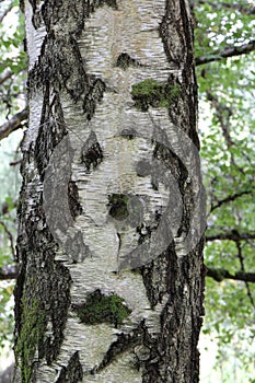 Close Up of a Birch Tree Trunk with Moss Growing on the White and Brown Bark