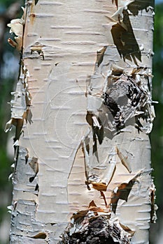 Close-up birch tree trunk on sunny day