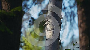 Close up of a birch tree trunk at sunset in the woods