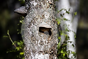 Close up of the birch trunk located on a birchwood background