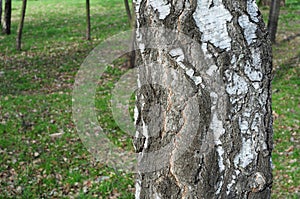 Close-up of a birch trunk and white bark in the garden as a concept of Birch sap in springtime