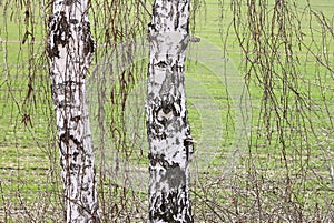 Close-up of a birch wood in spring