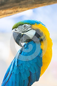 Close up Bird Blue-and-yellow macaw