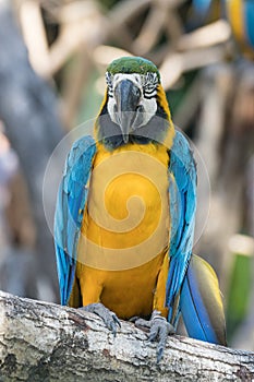 Close up Bird Blue-and-yellow macaw standing on branch