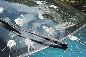 Close up Bird Droppings back window car