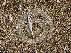 Close up of a Bird Feather on the Beach