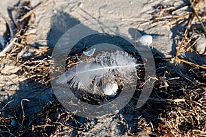 Close up bird feather on beach
