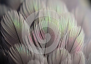 Close-up of bird feathers showing fine, overlapping structures with