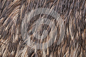 Feather texture abstract