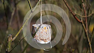 Close-up of bird feeder made of different types of grains hung on tree,made by hand at home.Protection of wild birds in nature in