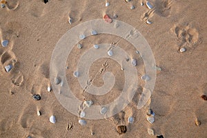 Close up bird footprints on a sand