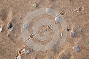 Close up bird footprints on a sand