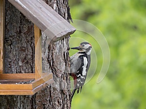 Close up bird The great spotted woodpecker, Dendrocopos major perched on the larch tree trunk, with bird feeder. Green