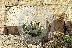 Close-up of a bird that has built its nest in a green bush that grows against the famous wailing wall in Jerusalem.