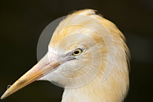 Close up of bird head