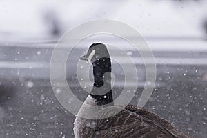 Close up of bird at lake during snowfall
