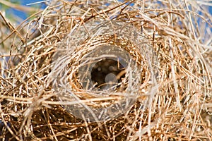 Close-up of a bird nest
