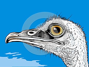 A Close Up Of A Bird - Ostrich head close up