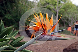 Close up of a bird of paradise flower