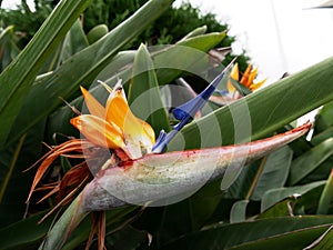 Close up of a bird of paradise flower, Strelitzia reginae in Azores