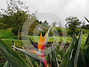 Close up of a bird of paradise flower, Strelitzia reginae in Azores