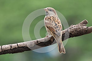 Close-up of bird perching on branch common house sparrow