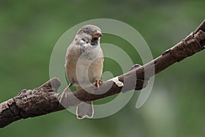 Close-up of bird perching on branch common house sparrow