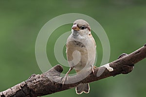 Close-up of bird perching on branch common house sparrow