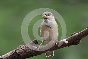 Close-up of bird perching on branch common house sparrow