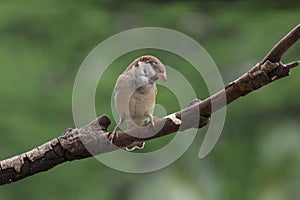 Close-up of bird perching on branch common house sparrow