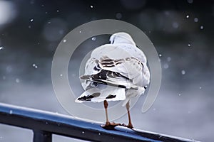 Close-up of bird perching on railing during snowfall