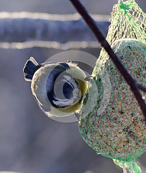 Close-up of bird perching on tallow food