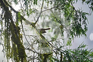 Close up a bird on a pine twig in summer with raindrops and dew. Spring of coniferous tree branches after rain in early morning