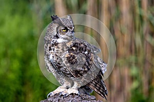 a close up of a bird of prey sitting on a stump