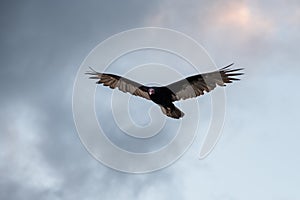 Close up of a bird of prey from the Uruguayan fields, in full flight, with a cloudy sky behind