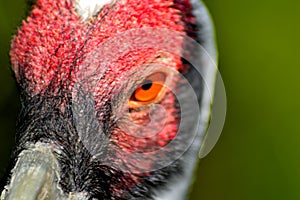 Bellissimo Ma allarmante uccello dettagliato 