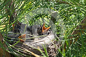 Close-up of a bird`s nest on a green coniferous tree with four small gray just-fledged chicks with open yellow beaks begging for