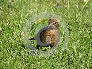 Blackbird on meadow