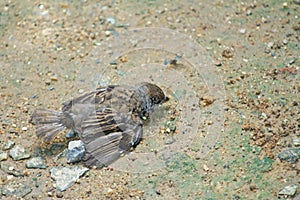 Birds fall from the nest on the tree,Sparrow bird on the ground