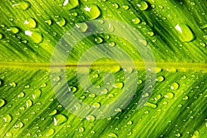 Close up of birds nest fern leaf with water drop texture background
