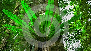 Close up of  a birds nest fern in a  tree at springbrook