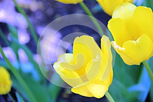 Close-up birght yellow tulips flowers.