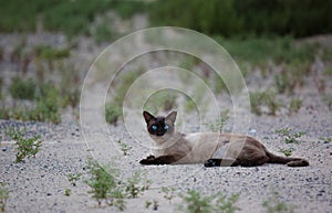 Close-up of Birman cat`s face, 5 months old
